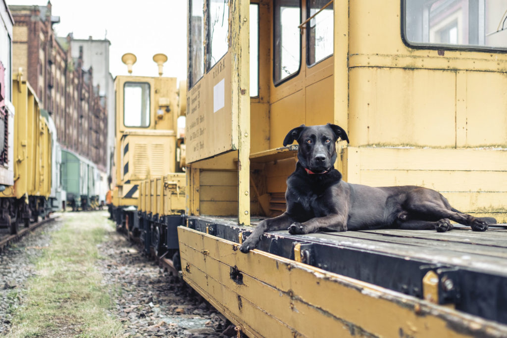 karin-siska-hundetraining-einzeltraining