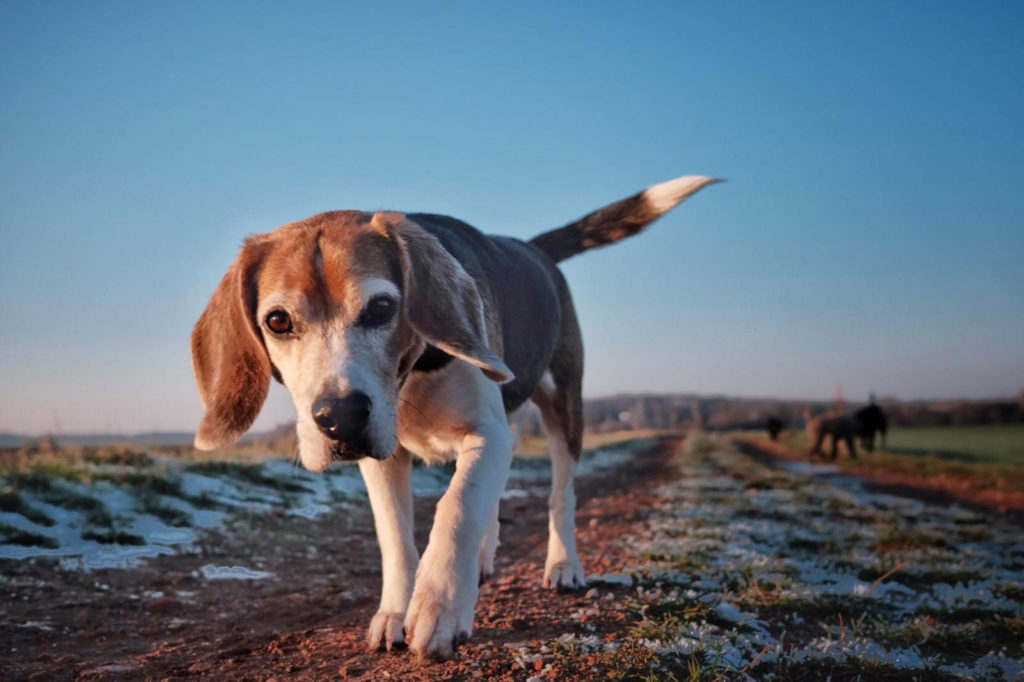 karin-siska-hundetraining-mantrailing