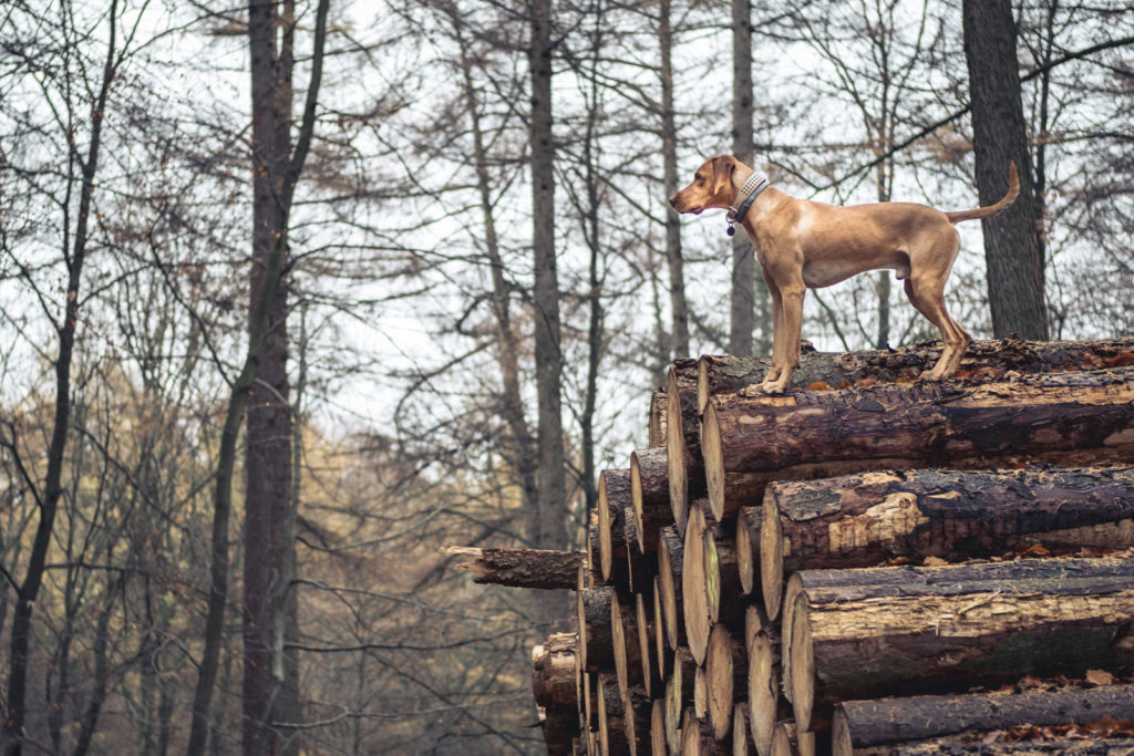 karin-siska-hundetraining-workshop-jagen