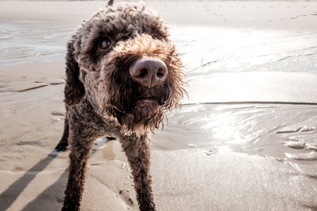 karin-siska-hundetraining-workshop-kann-er-nicht