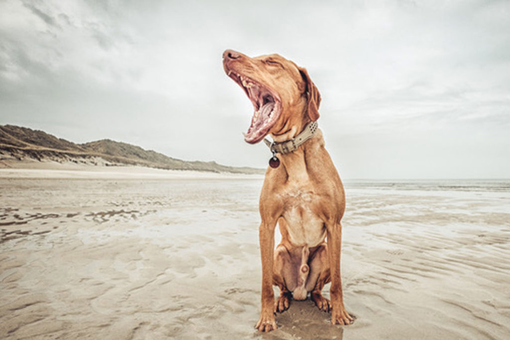 karin-siska-hundetraining-workshop-kommunikation