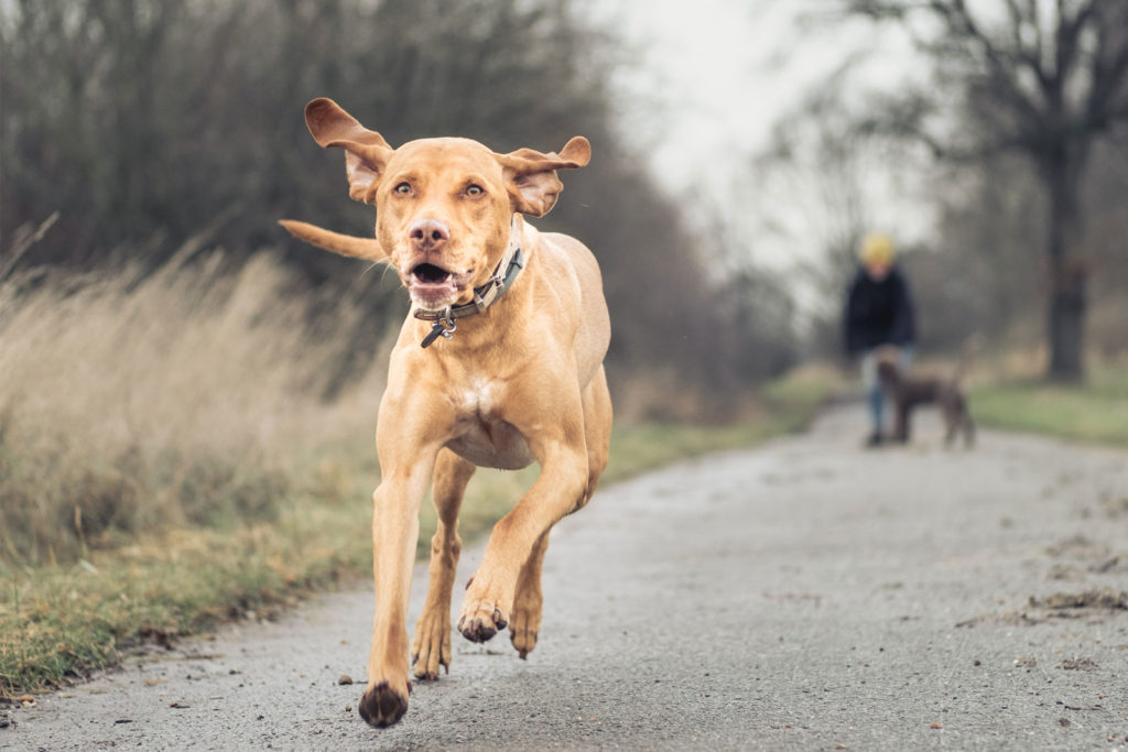 karin-siska-hundetraining-workshop-rückruf