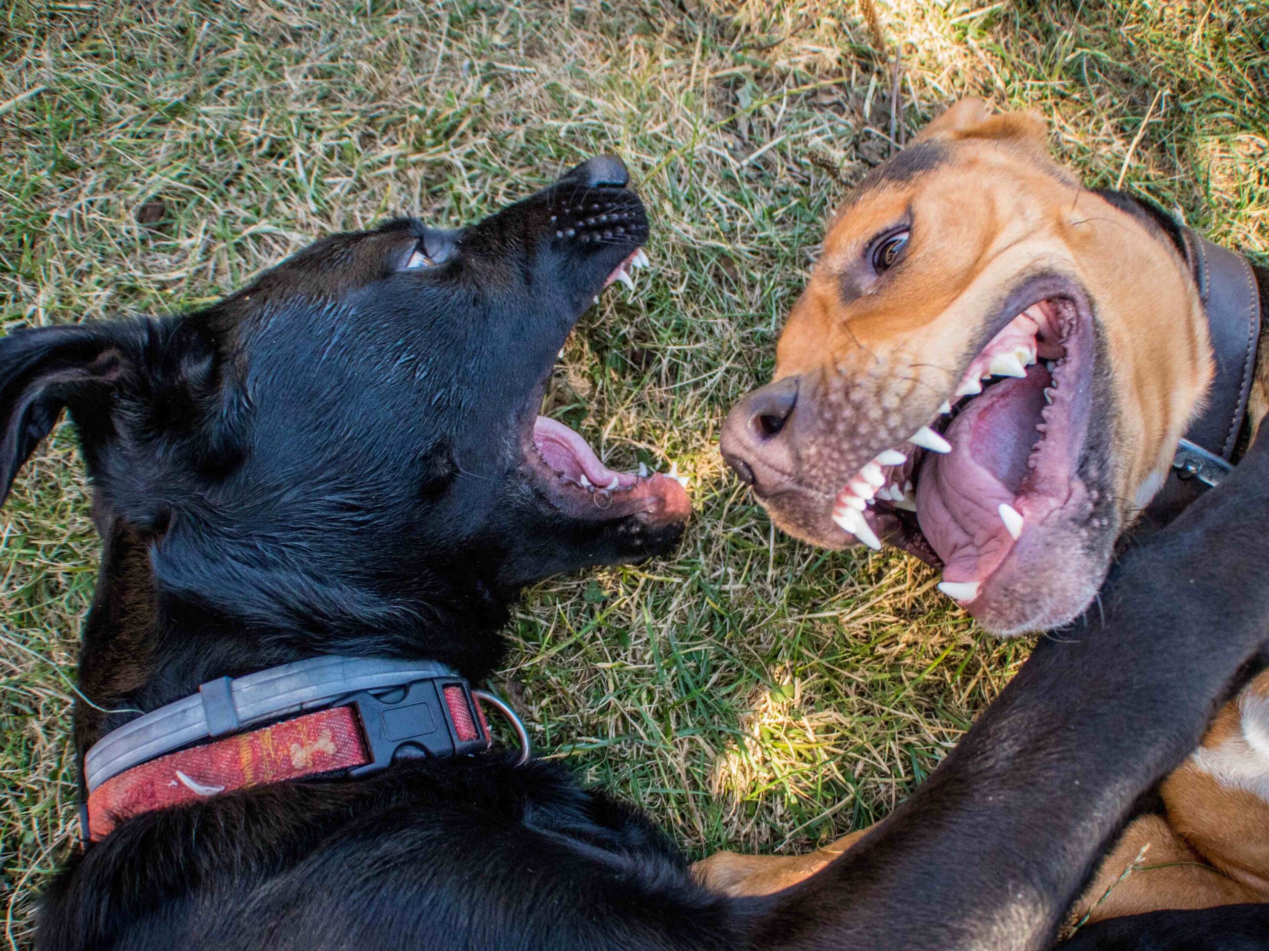 Teambuilding Pubertät Karin Siska Hundetraining